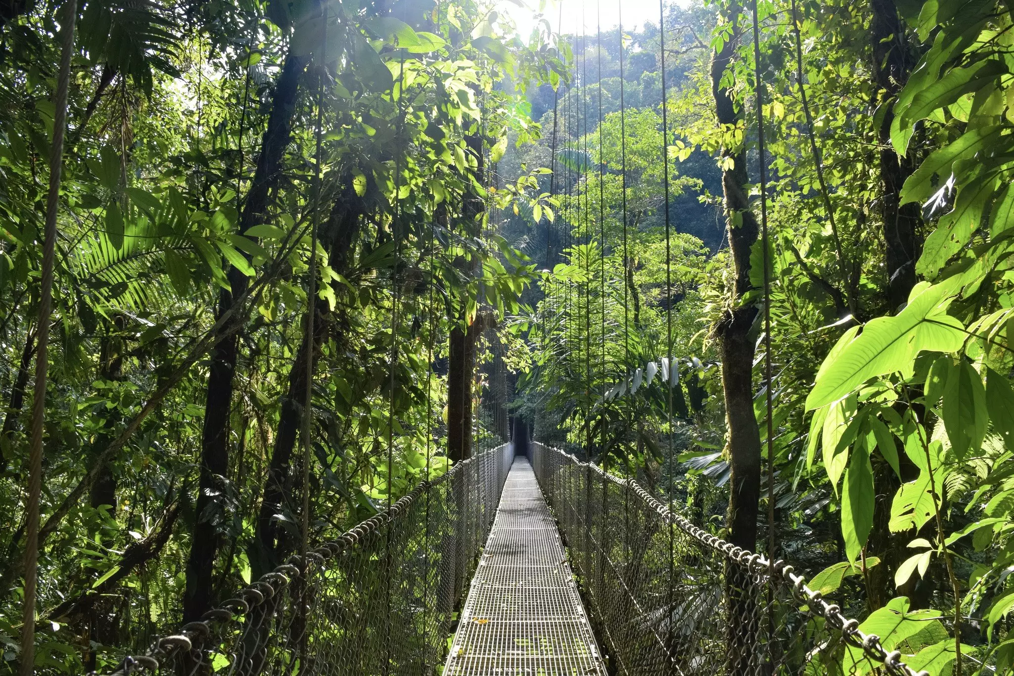 A hanging bridge through dense jungle.