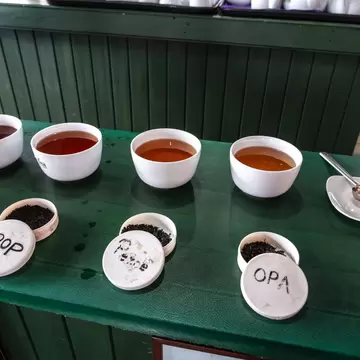 Bowls of brewed tea and lidded pots of loose leaf grades on a green tasting counter at Uva Halpewatte Tea Factory, Sri Lanka