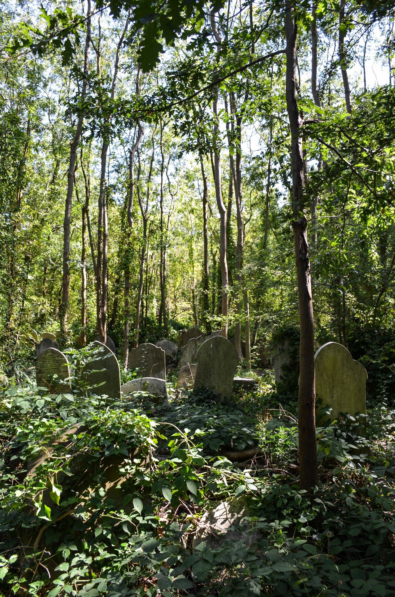 Gravestones surrounded by greenery at Highgate Cemetery in London, UK.