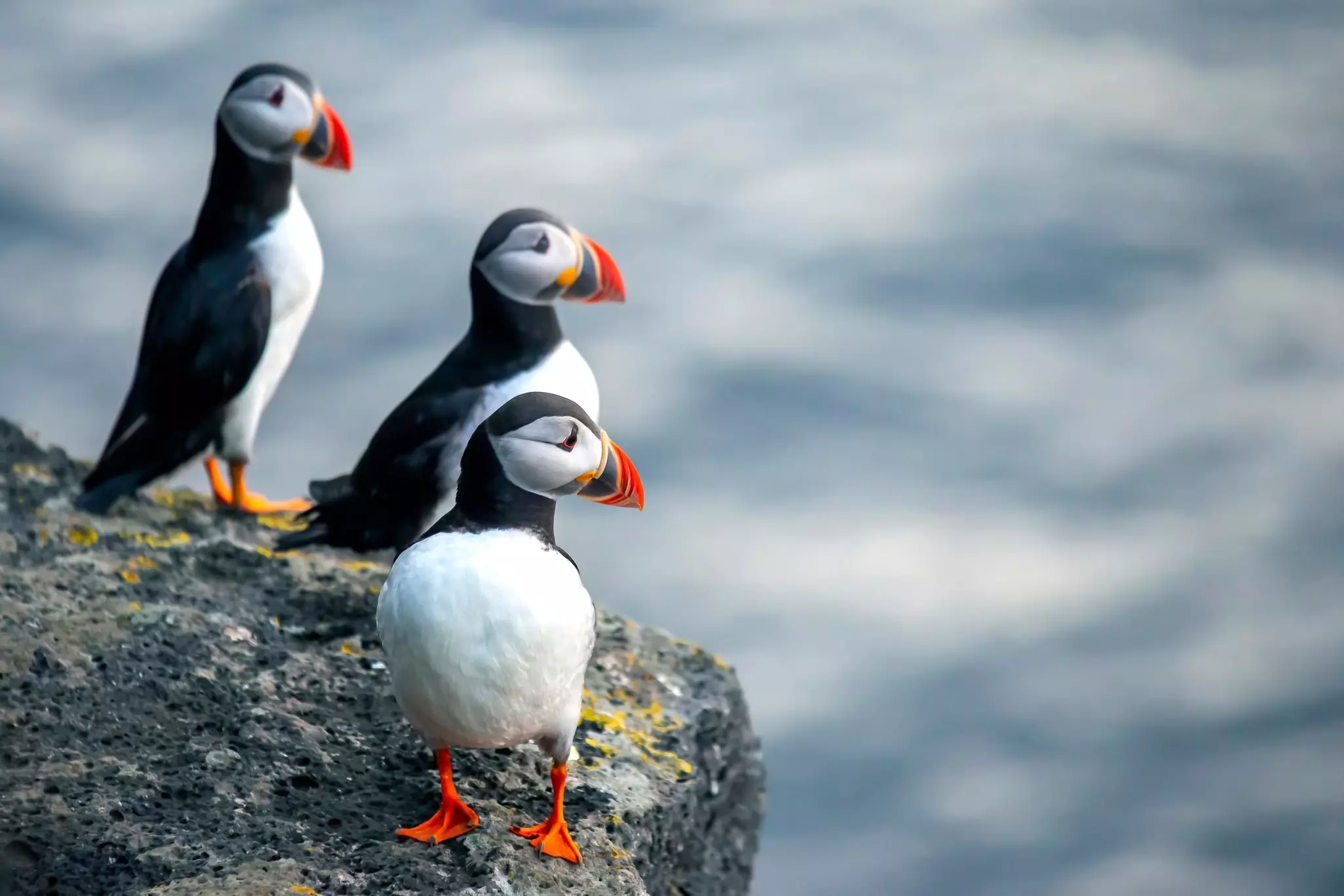 A trio of puffins, each with orange feet and beaks, perch on a rocky ledge and look out at the sea.