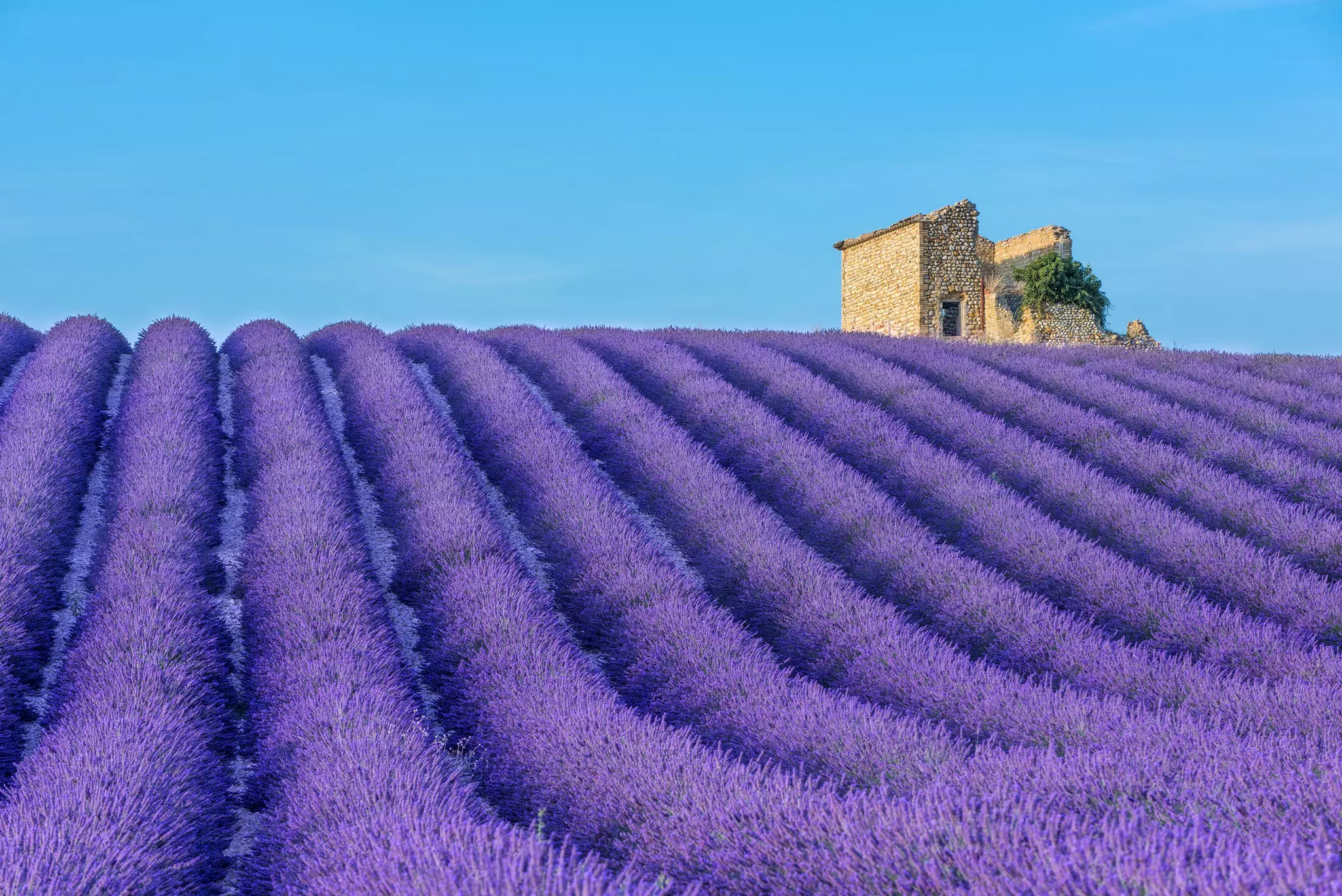 Rows of purple lavender in a field in Valensole, Provence, France, with ruined stone buildings behind.