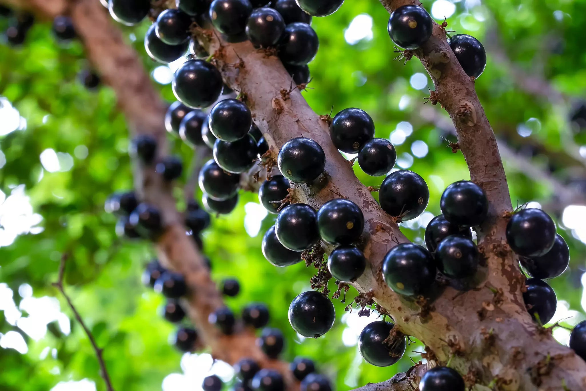 Globular, dark grapes clinging to tree bark