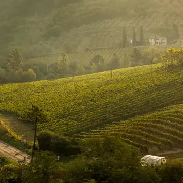Tuscany is famous for its vineyards, truffles and fine produce © Jan Malkovsky / Alamy Stock Photo