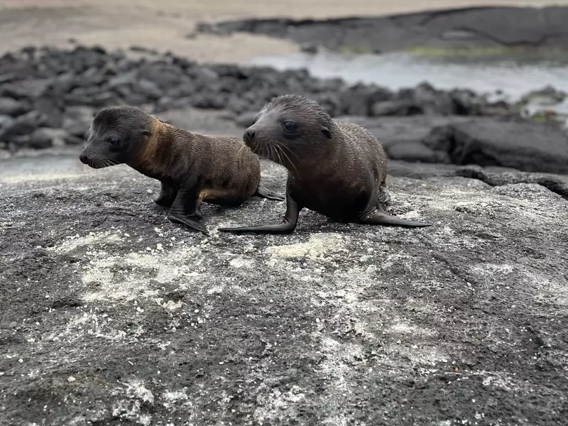 Seal pups on Punta Espinosa in the Galapagos Islands