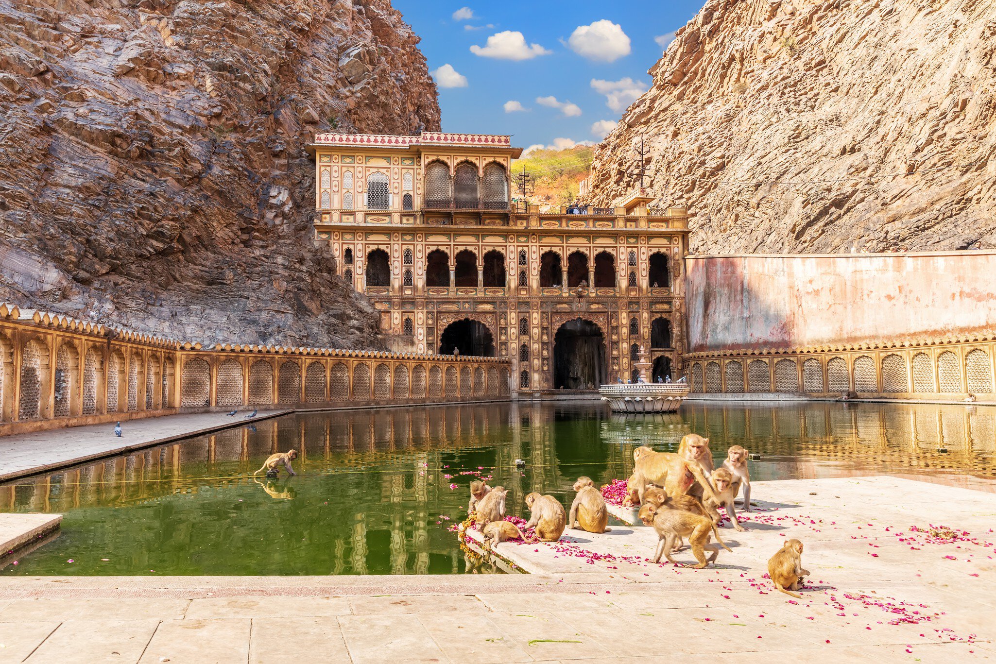 Monkeys sitting in front of the Galta Ji Temple or Monkey Temple in Jaipur, Rajasthan.