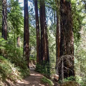 Buzzards Roost trail