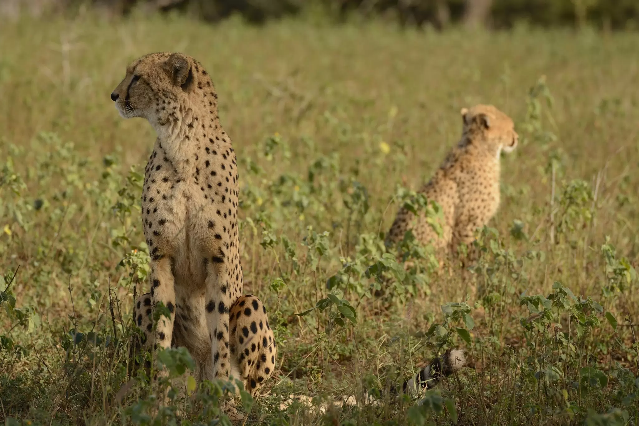 Cheetahs, Mkhuze game reserve, South Africa, License Type: media, Download Time: 2025-10-28T15:07:15.000Z, User: katelyn.perry_lonelyplanet, Editorial: false, purchase_order: 65050 - Digital Destinations and Articles, job: wip, client: wip, other: Katelyn Perry