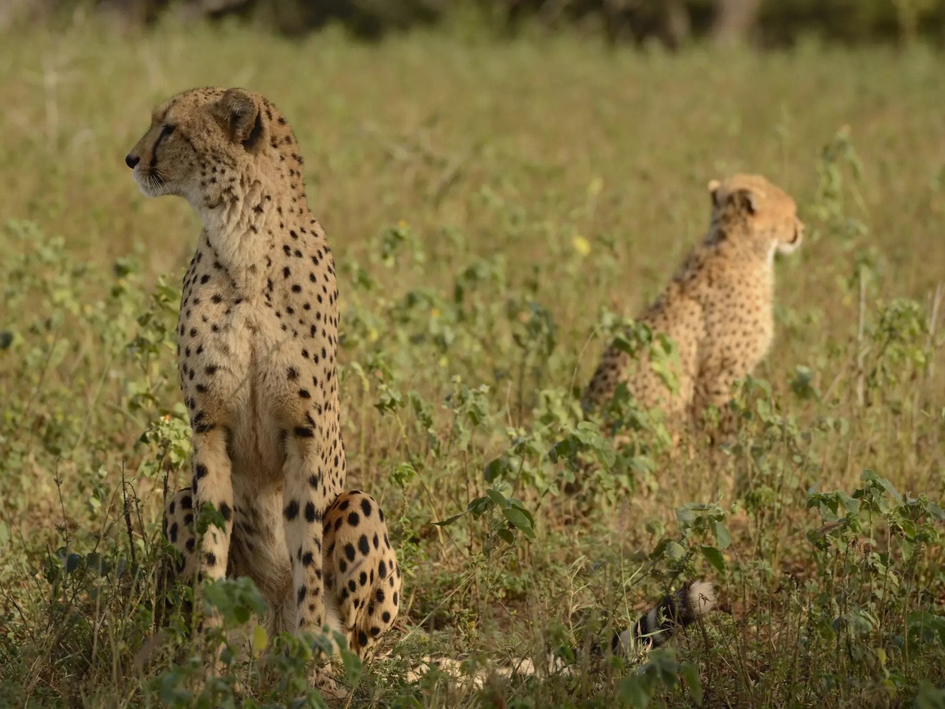 Cheetahs, Mkhuze game reserve, South Africa, License Type: media, Download Time: 2025-10-28T15:07:15.000Z, User: katelyn.perry_lonelyplanet, Editorial: false, purchase_order: 65050 - Digital Destinations and Articles, job: wip, client: wip, other: Katelyn Perry