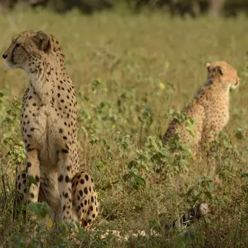 Cheetahs, Mkhuze game reserve, South Africa, License Type: media, Download Time: 2025-10-28T15:07:15.000Z, User: katelyn.perry_lonelyplanet, Editorial: false, purchase_order: 65050 - Digital Destinations and Articles, job: wip, client: wip, other: Katelyn Perry