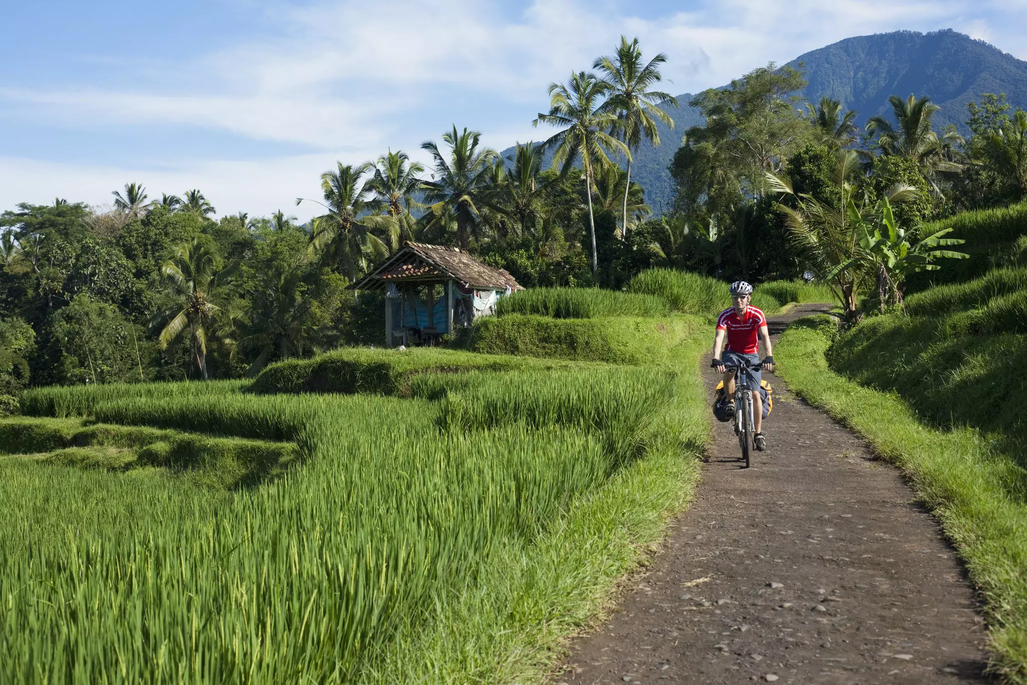 A man on a bicycle rides on a dirt path through a rice terrace.