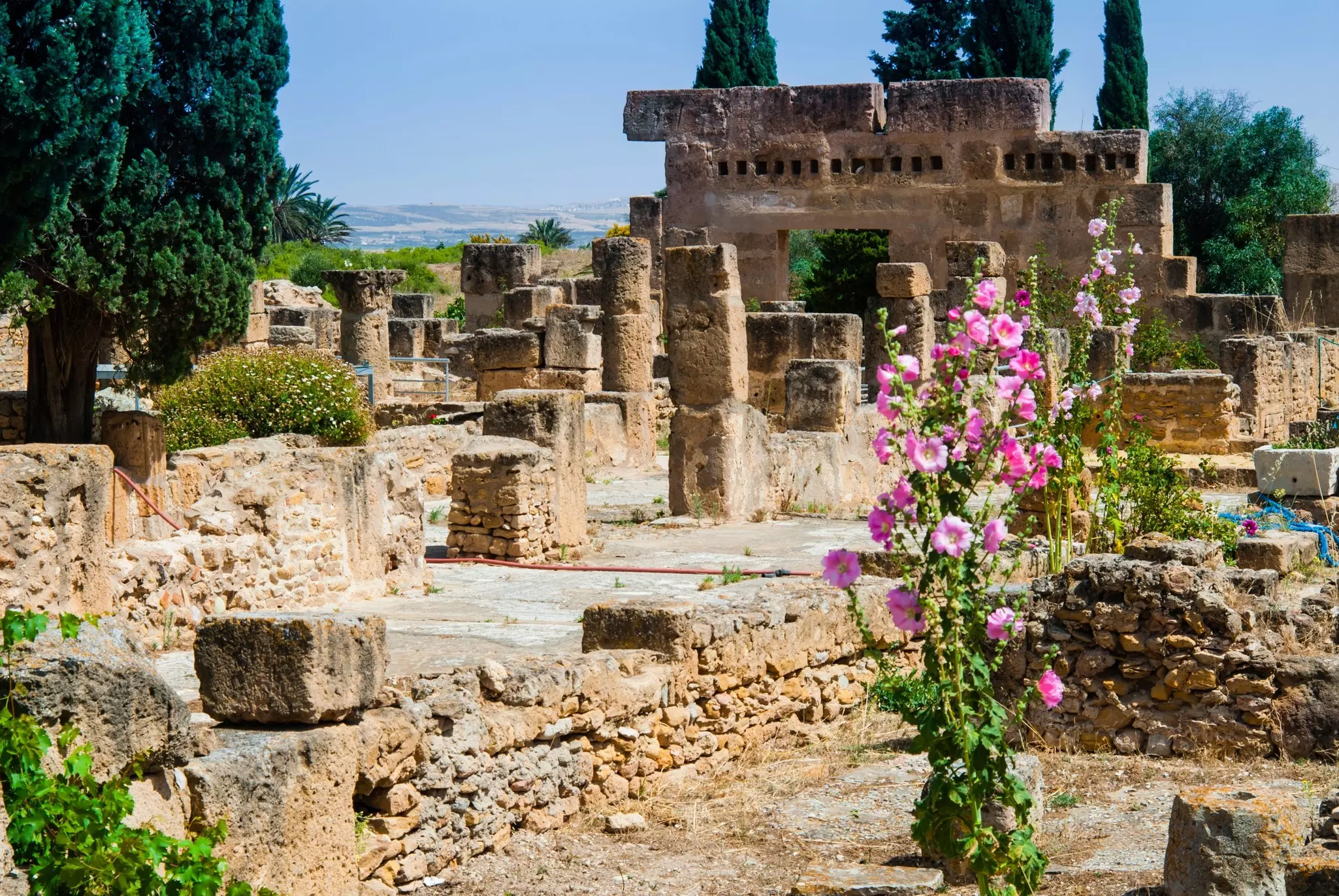 Wildflowers bloom at the Roman archaeological site of Utica, Tunisia.
