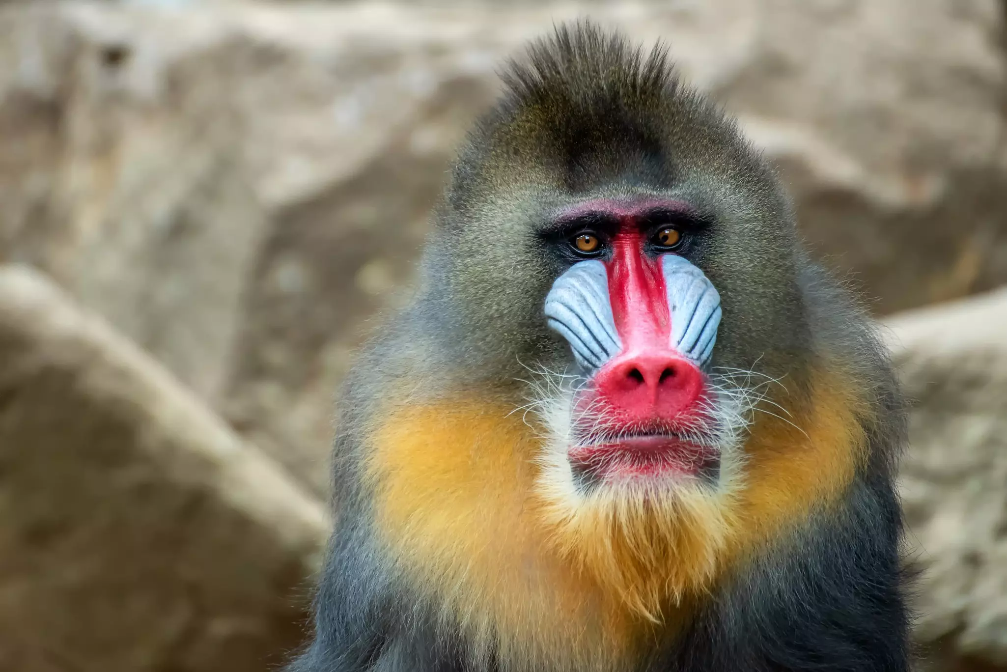 Spot mandrills in the wild in Gabon © Shutterstock / DSlight_photography