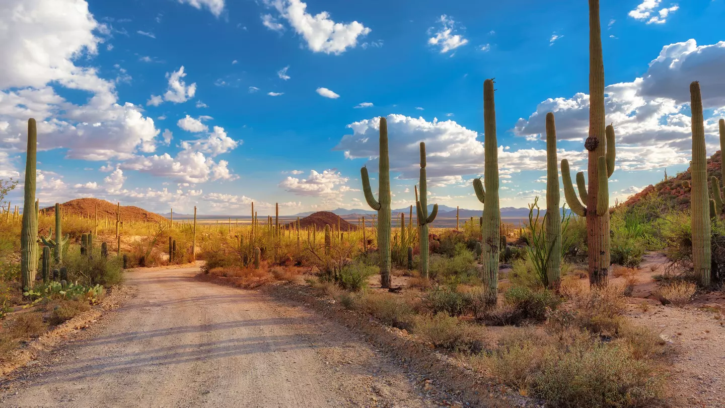 A dirt road through a national park with many tall cacti across the landscape.