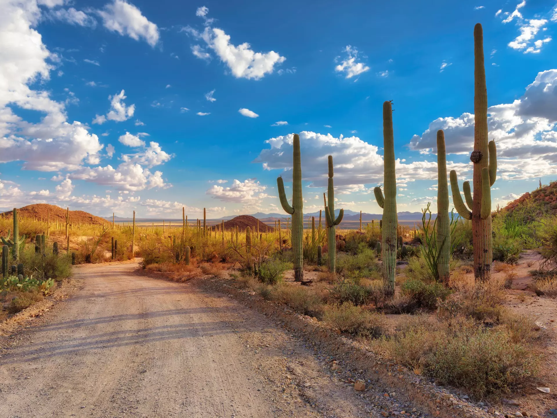 A dirt road through a national park with many tall cacti across the landscape.