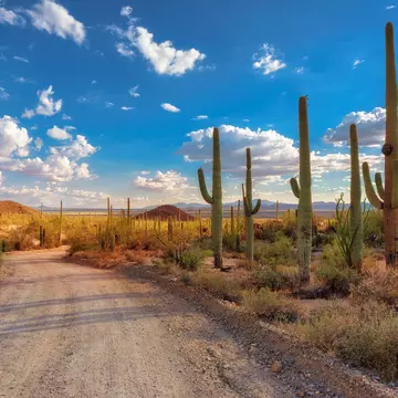 A dirt road through a national park with many tall cacti across the landscape.