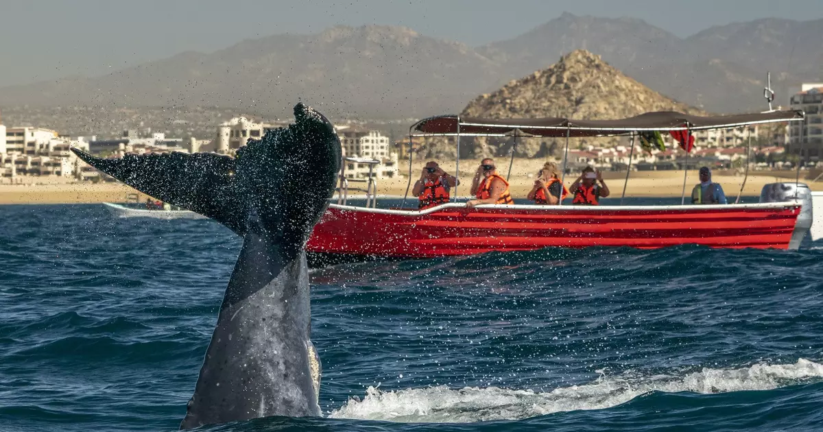 The best time to visit Los Cabos - Lonely Planet