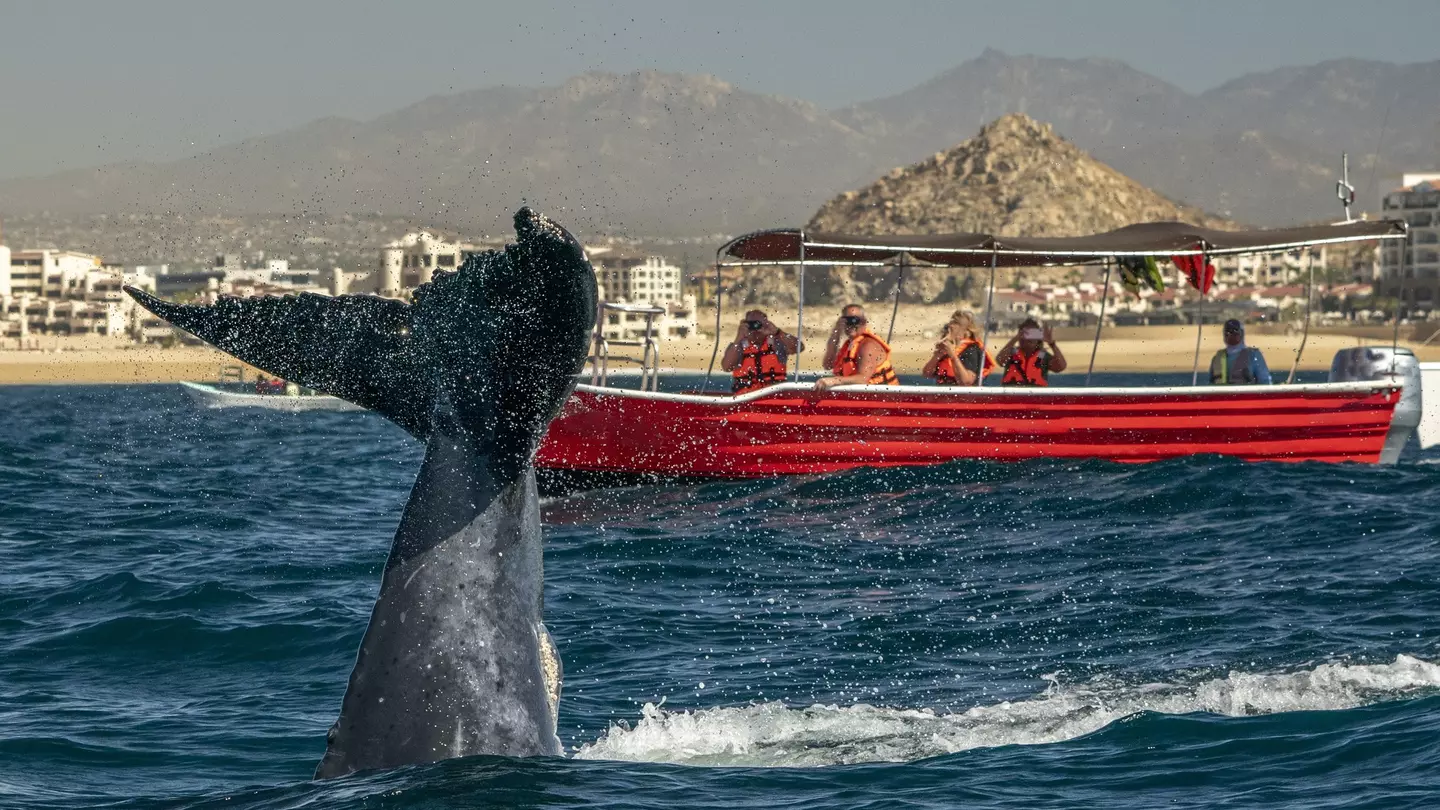A humpback whale slapping its tail in Cabo San Lucas, Mexico.