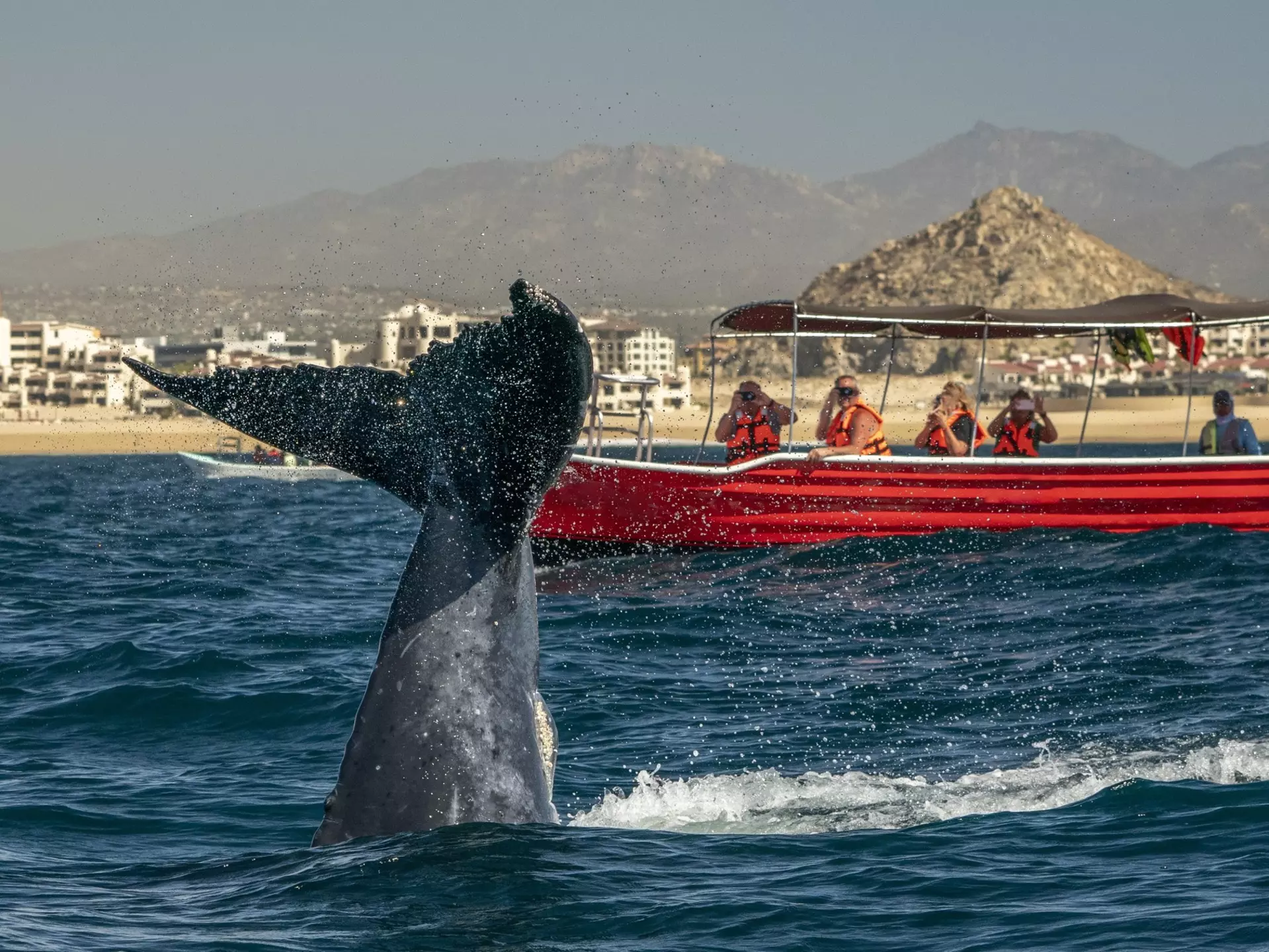 A humpback whale slapping its tail in Cabo San Lucas, Mexico.