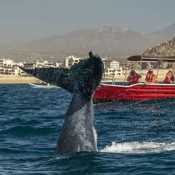 A humpback whale slapping its tail in Cabo San Lucas, Mexico.
