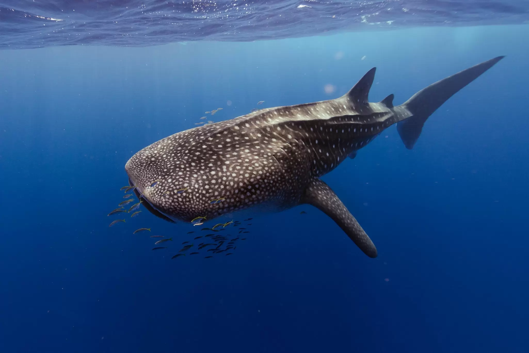 A large shark with white spots surrounded by bait fish swims in the water.