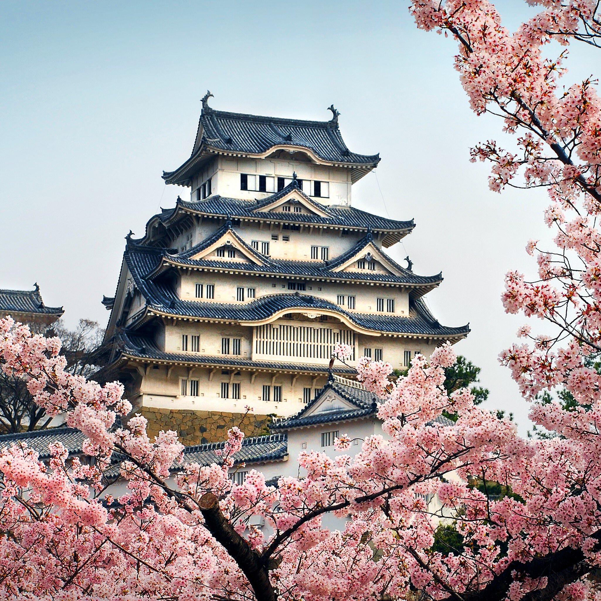 Himeji castle through Sakura