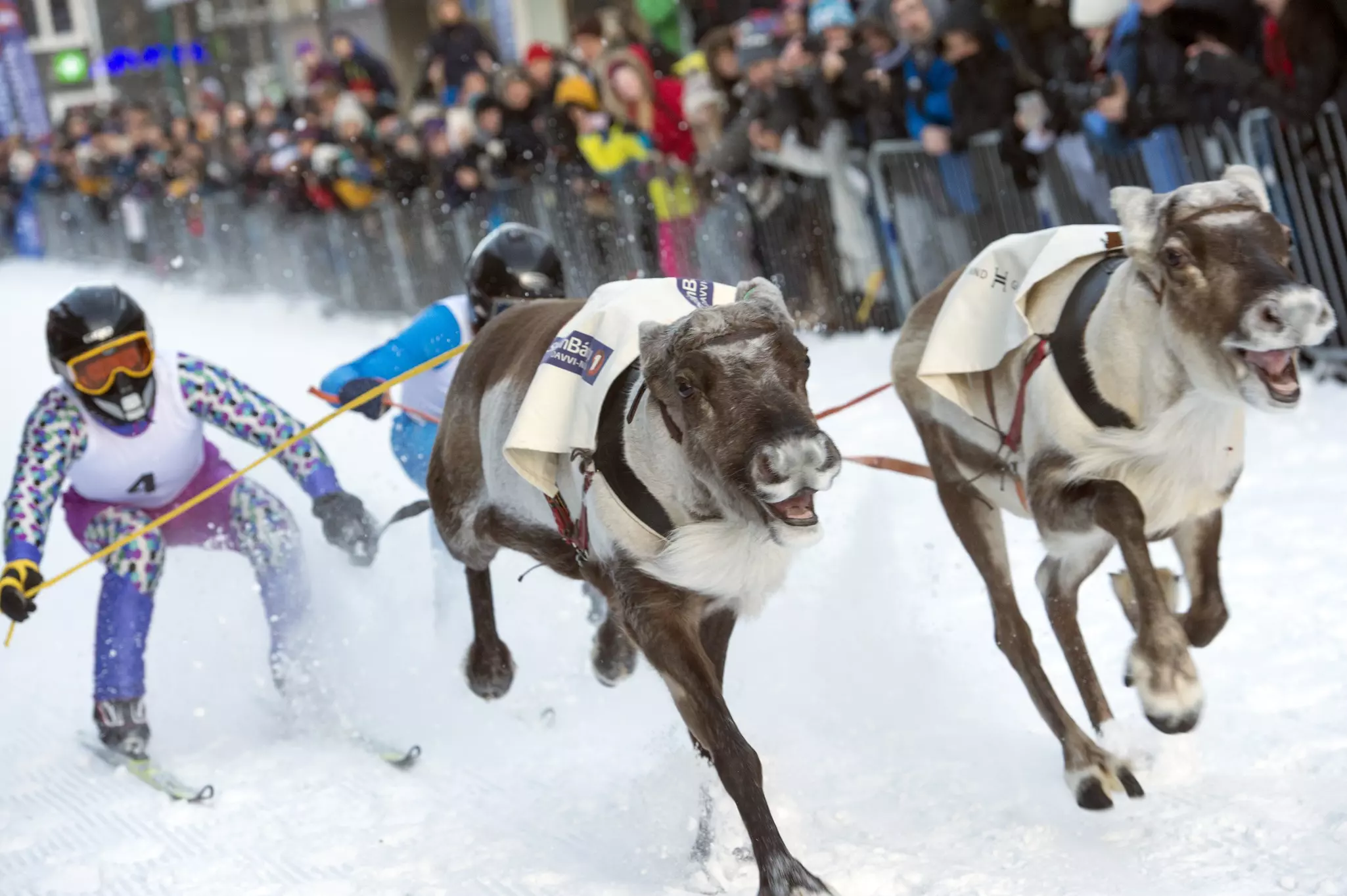 People watch as a pair of running reindeer pull two skiers down a snowy track.