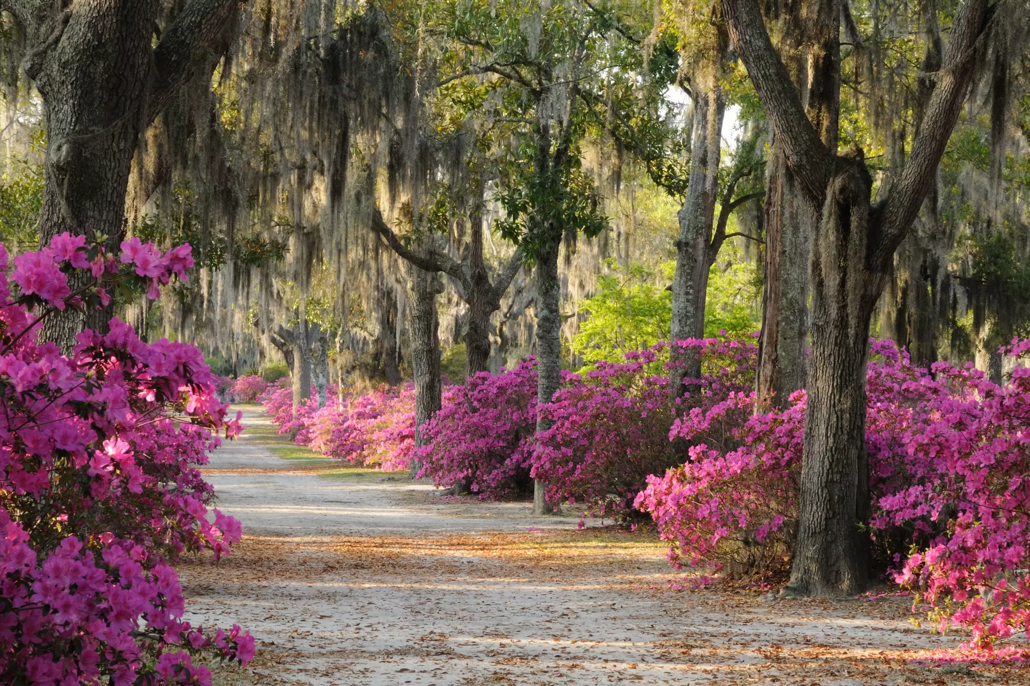A road lined with live oaks and azaleas in Bonaventure Cemetery in Savannah