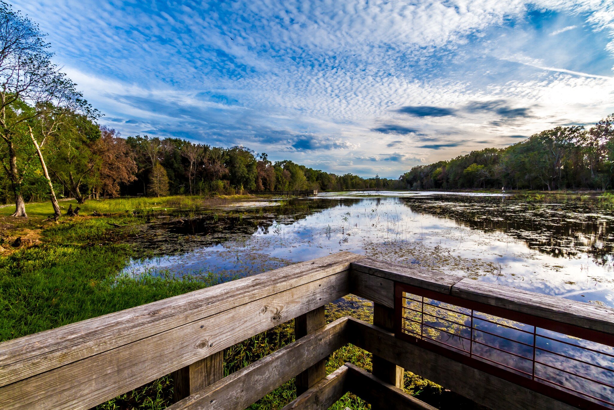 Observation or Fishing Dock at Creekfield Lake.  Home to Alligators and a Multitude of Wildlife.  Brazos Bend State Park, Texas.