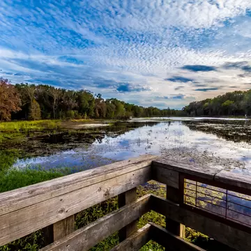 Observation or Fishing Dock at Creekfield Lake.  Home to Alligators and a Multitude of Wildlife.  Brazos Bend State Park, Texas.