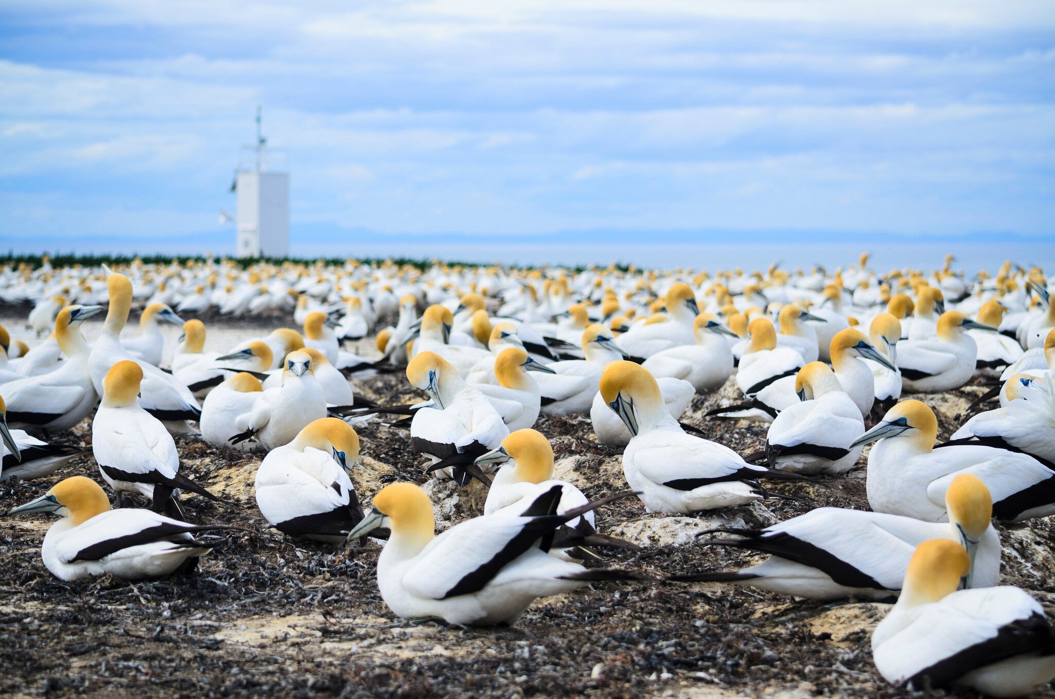 Gannet colony at Cape Kidnappers, Hawkes Bay