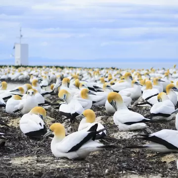 Gannet colony at Cape Kidnappers, Hawkes Bay
