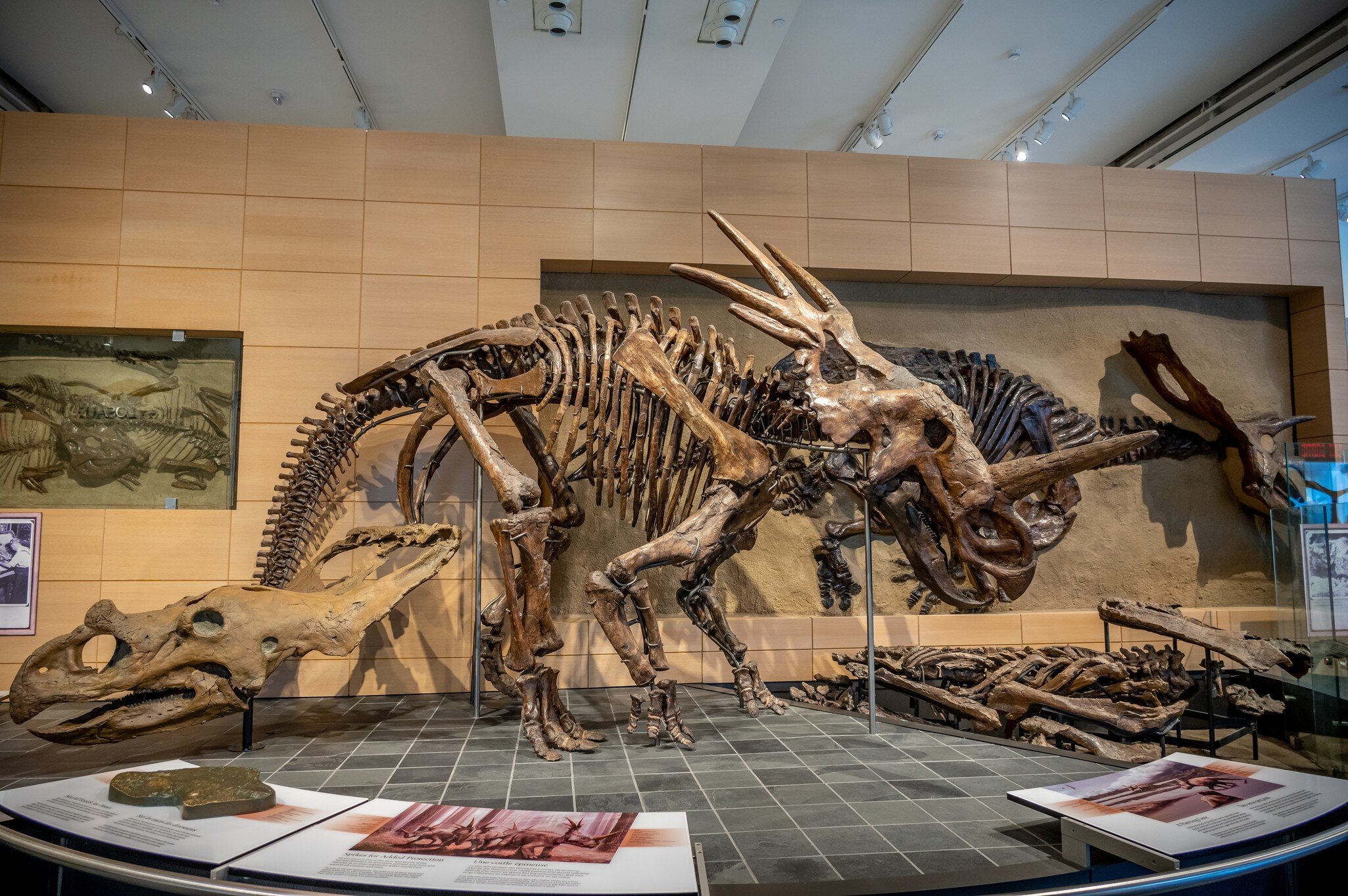 Ottawa, Ontario - October 21, 2022: Dinosaur exhibits and the Canadian Museum of Nature.; Shutterstock ID 2227217067;