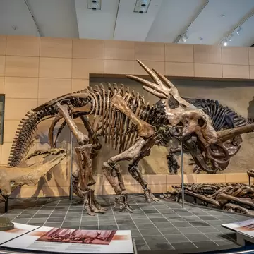 Ottawa, Ontario - October 21, 2022: Dinosaur exhibits and the Canadian Museum of Nature.; Shutterstock ID 2227217067;