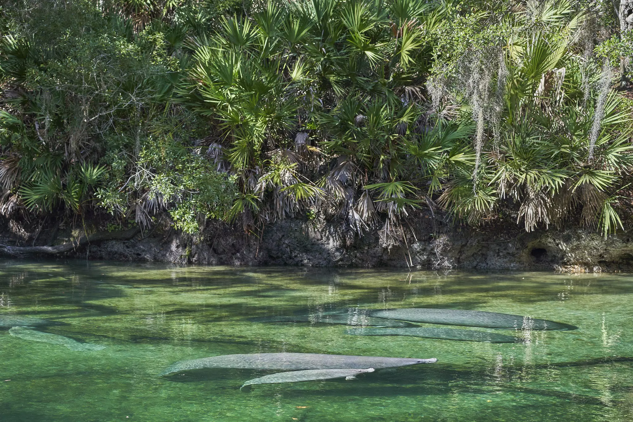Manatees float in clear water surrounded by palm trees.