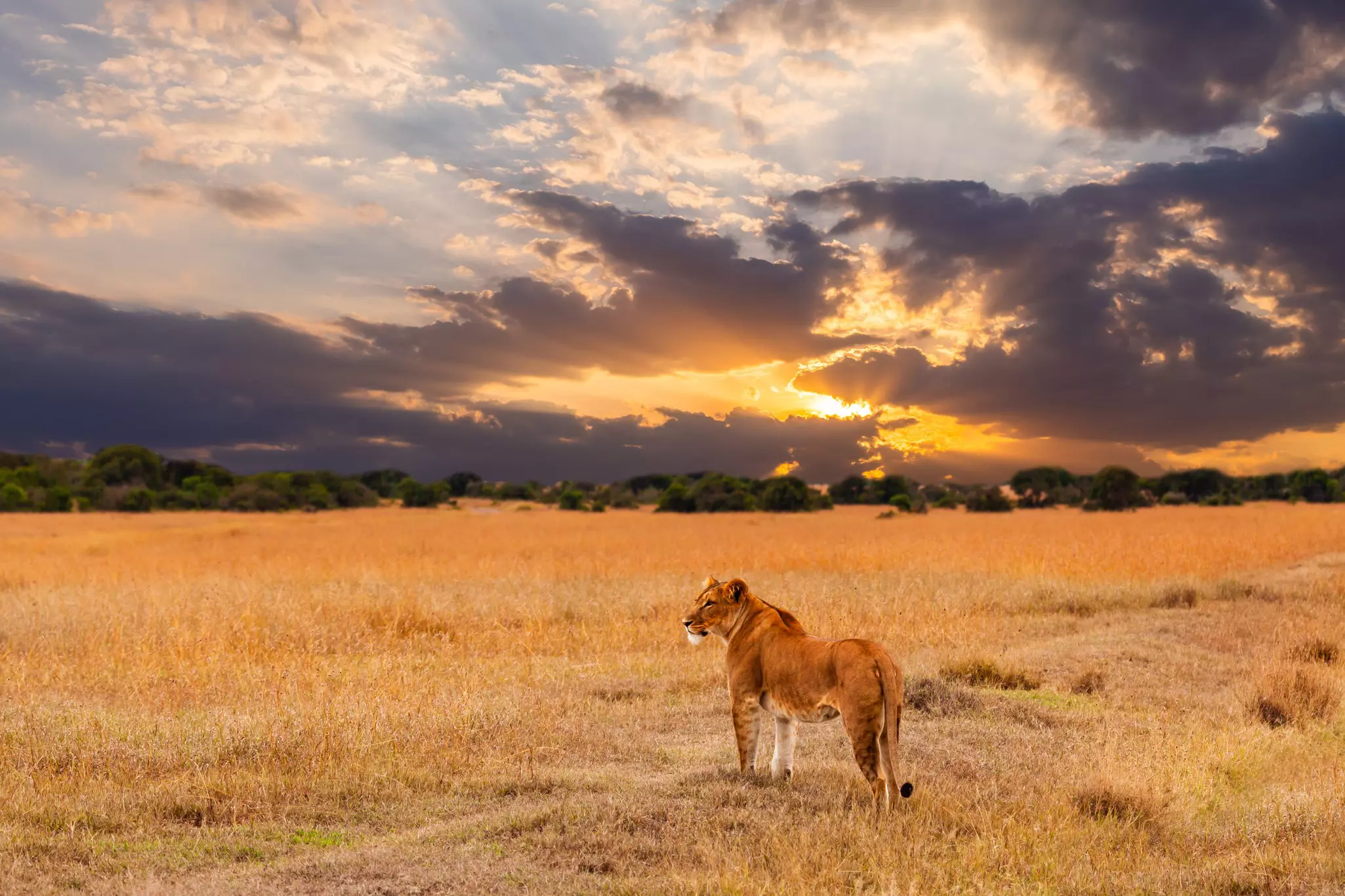 Lion in the Serengeti National Park, Kenya