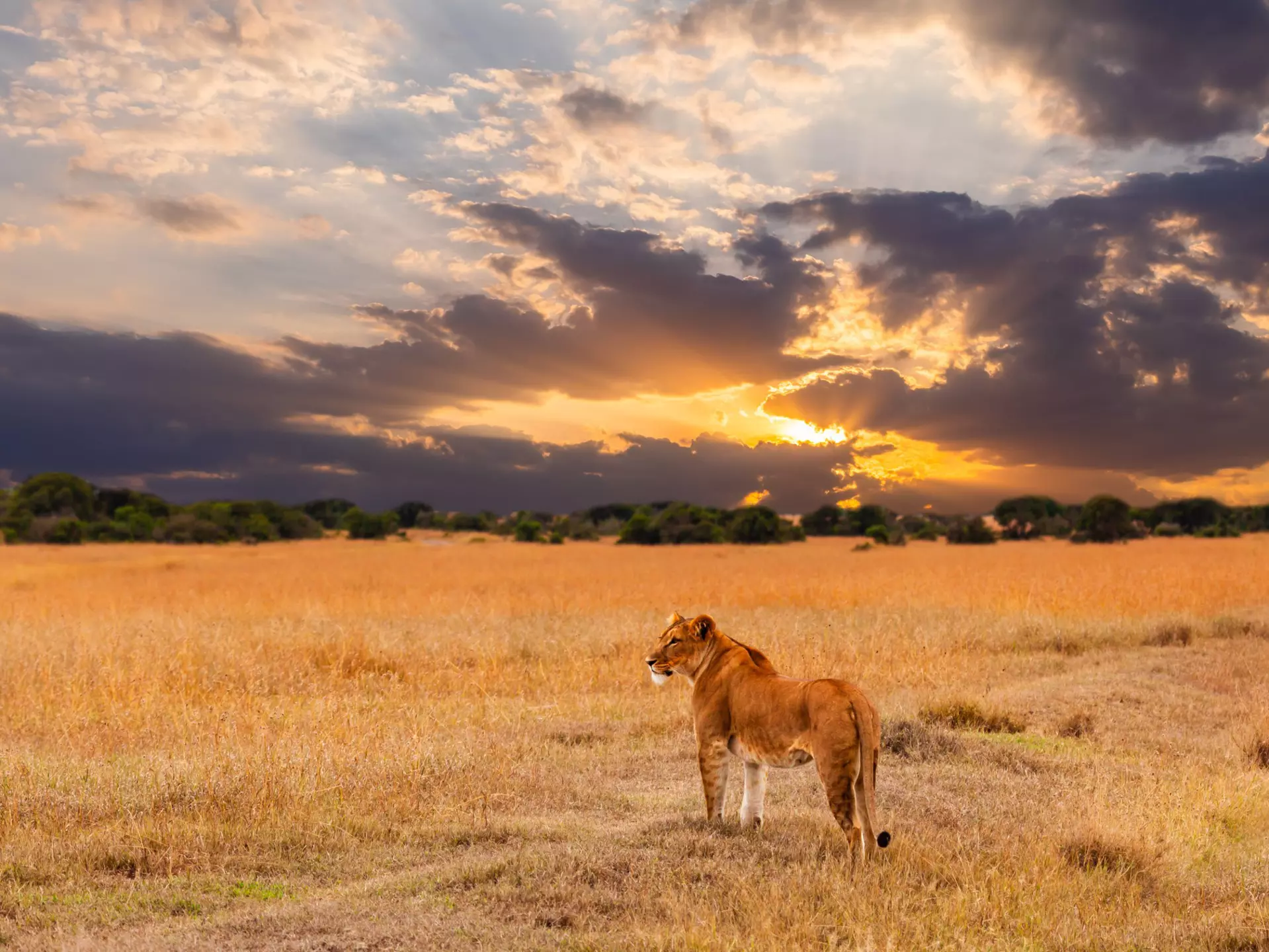 Lion in the Serengeti National Park, Kenya