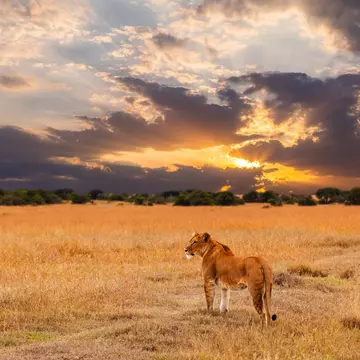 Lion in the Serengeti National Park, Kenya