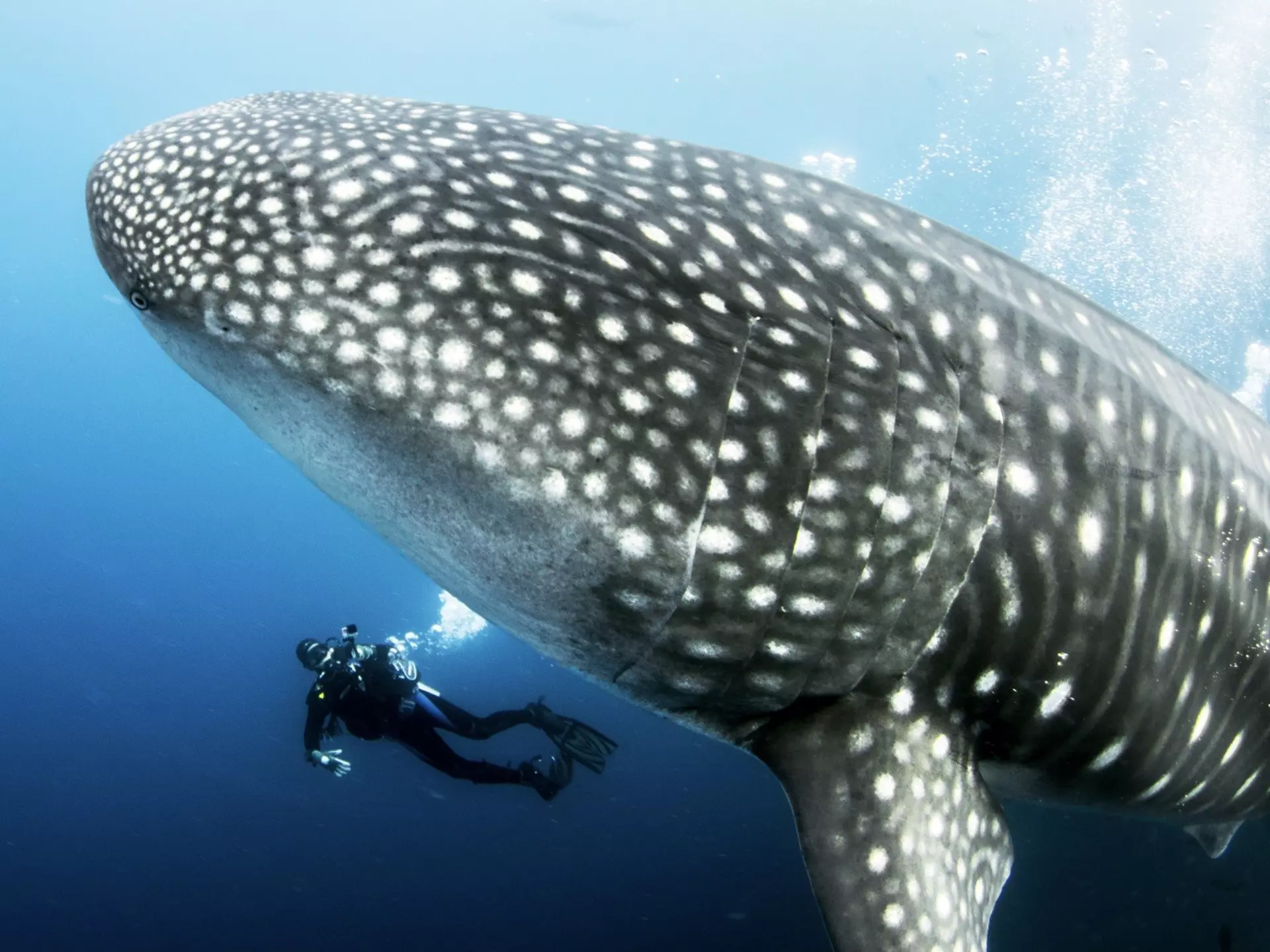 The Galápagos Islands promise thrilling encounters with nature – especially under the water. Lindsey Lu/Shutterstock
