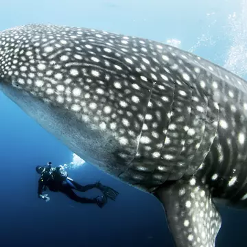 The Galápagos Islands promise thrilling encounters with nature – especially under the water. Lindsey Lu/Shutterstock