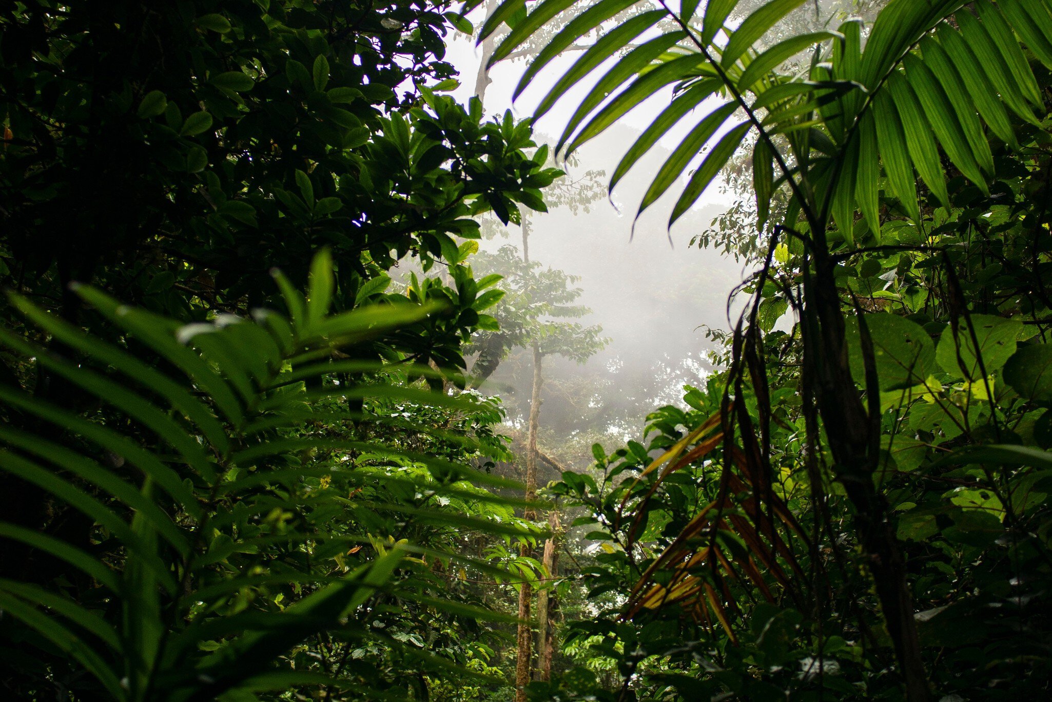 Cloud forest in Monteverde - Costa Rica - fauna and flora, License Type: media, Download Time: 2026-04-16T14:07:35.000Z, User: katelyn.perry_lonelyplanet, Editorial: false, purchase_order: 56500 - T&R or Kids, job: BIT, client: BIT, other: Katelyn Perry