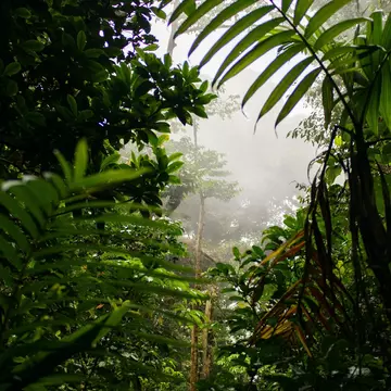 Cloud forest in Monteverde - Costa Rica - fauna and flora, License Type: media, Download Time: 2026-04-16T14:07:35.000Z, User: katelyn.perry_lonelyplanet, Editorial: false, purchase_order: 56500 - T&R or Kids, job: BIT, client: BIT, other: Katelyn Perry