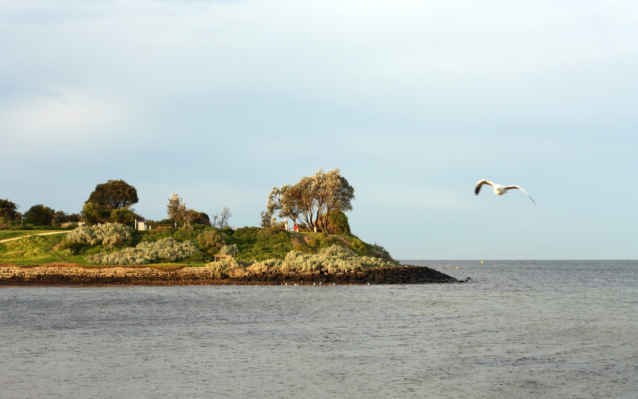 Bird flying across sky at Green Point in the morning (view from Brighton Beach),  Melbourne, Australia.