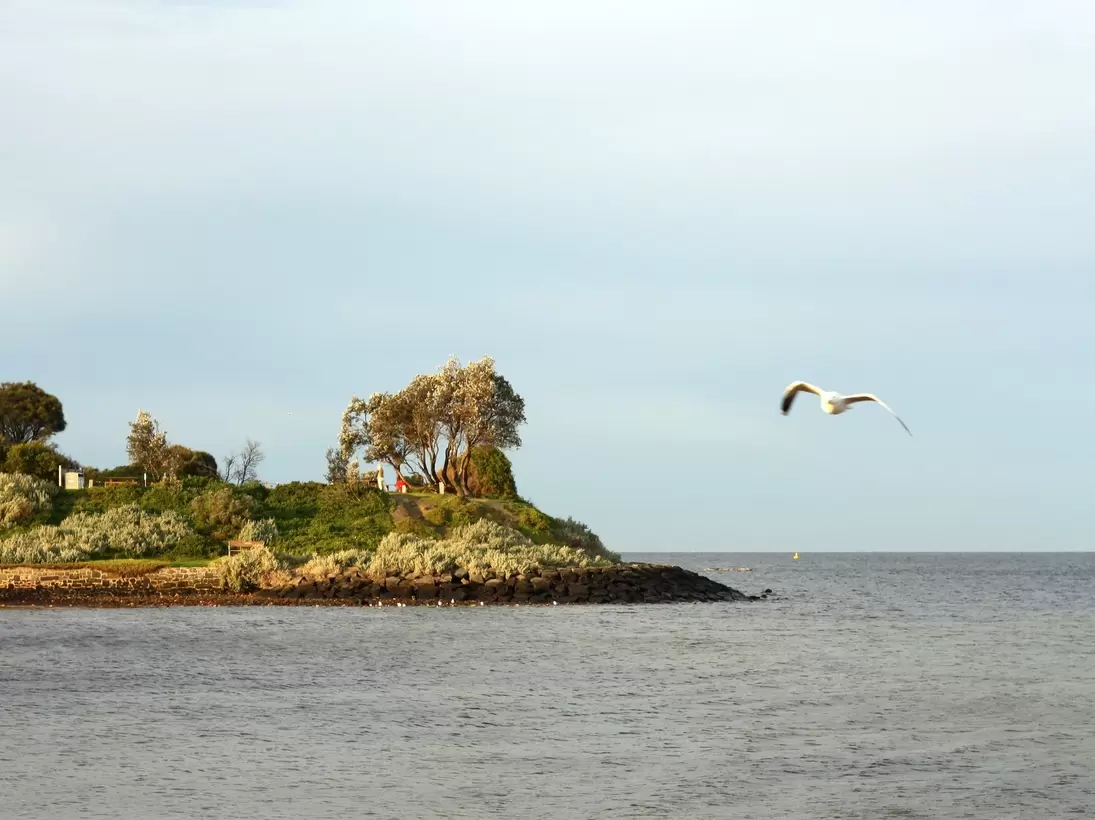 Bird flying across sky at Green Point in the morning (view from Brighton Beach),  Melbourne, Australia.