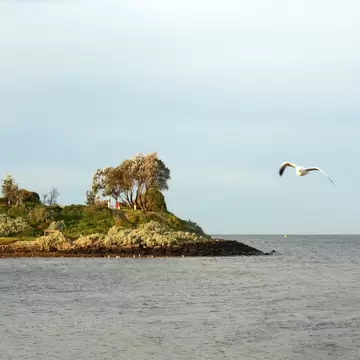 Bird flying across sky at Green Point in the morning (view from Brighton Beach),  Melbourne, Australia.