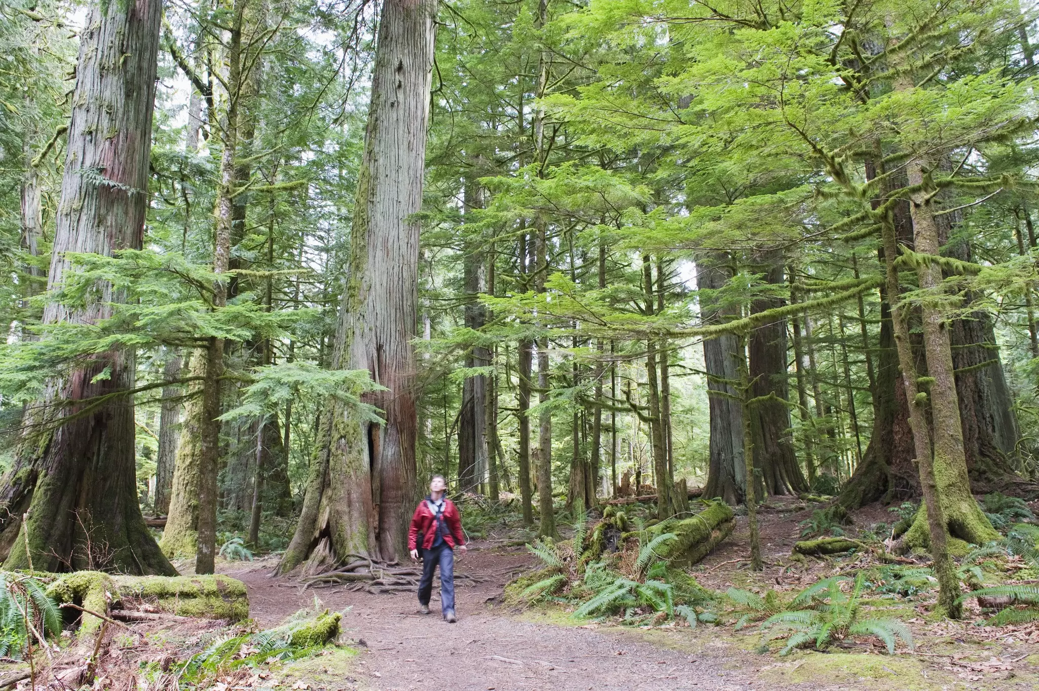A forest trail on Vancouver Island, Canada