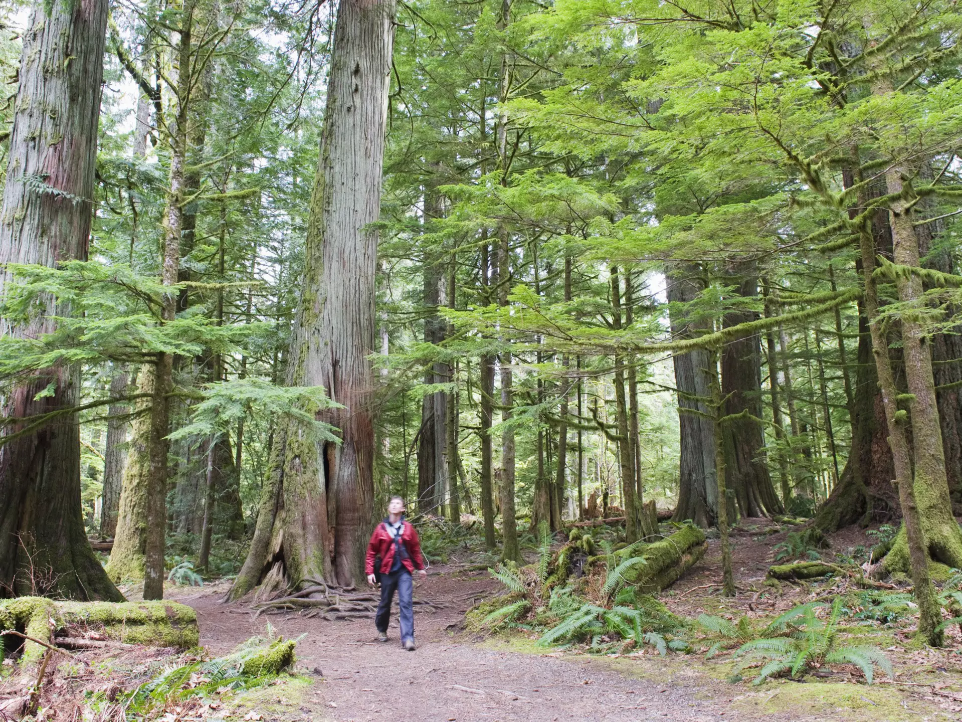 old growth forest in Cathedral Grove MacMillan Provincial Park Vancouver Island British Columbia Canada
149178035
ancient, bc, beautiful, british columbia, canada, canadian, cathedral grove macmillan provincial park, environment, environmental, exploration, forest, giant, green, high, hiking, horizontal, landscape, leisure, male, man, model release, mr, nature, north america, old, old growth, people, person, recreation, recreational, scenery, tall, trail, trees, trekking, vancouver island, walk, wood