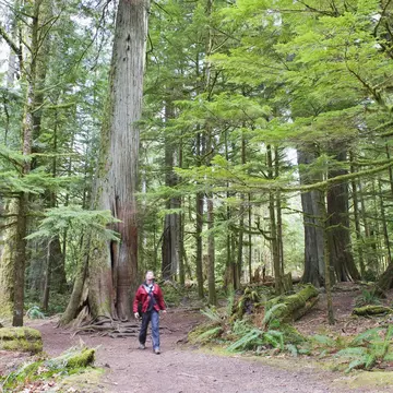 old growth forest in Cathedral Grove MacMillan Provincial Park Vancouver Island British Columbia Canada
149178035
ancient, bc, beautiful, british columbia, canada, canadian, cathedral grove macmillan provincial park, environment, environmental, exploration, forest, giant, green, high, hiking, horizontal, landscape, leisure, male, man, model release, mr, nature, north america, old, old growth, people, person, recreation, recreational, scenery, tall, trail, trees, trekking, vancouver island, walk, wood