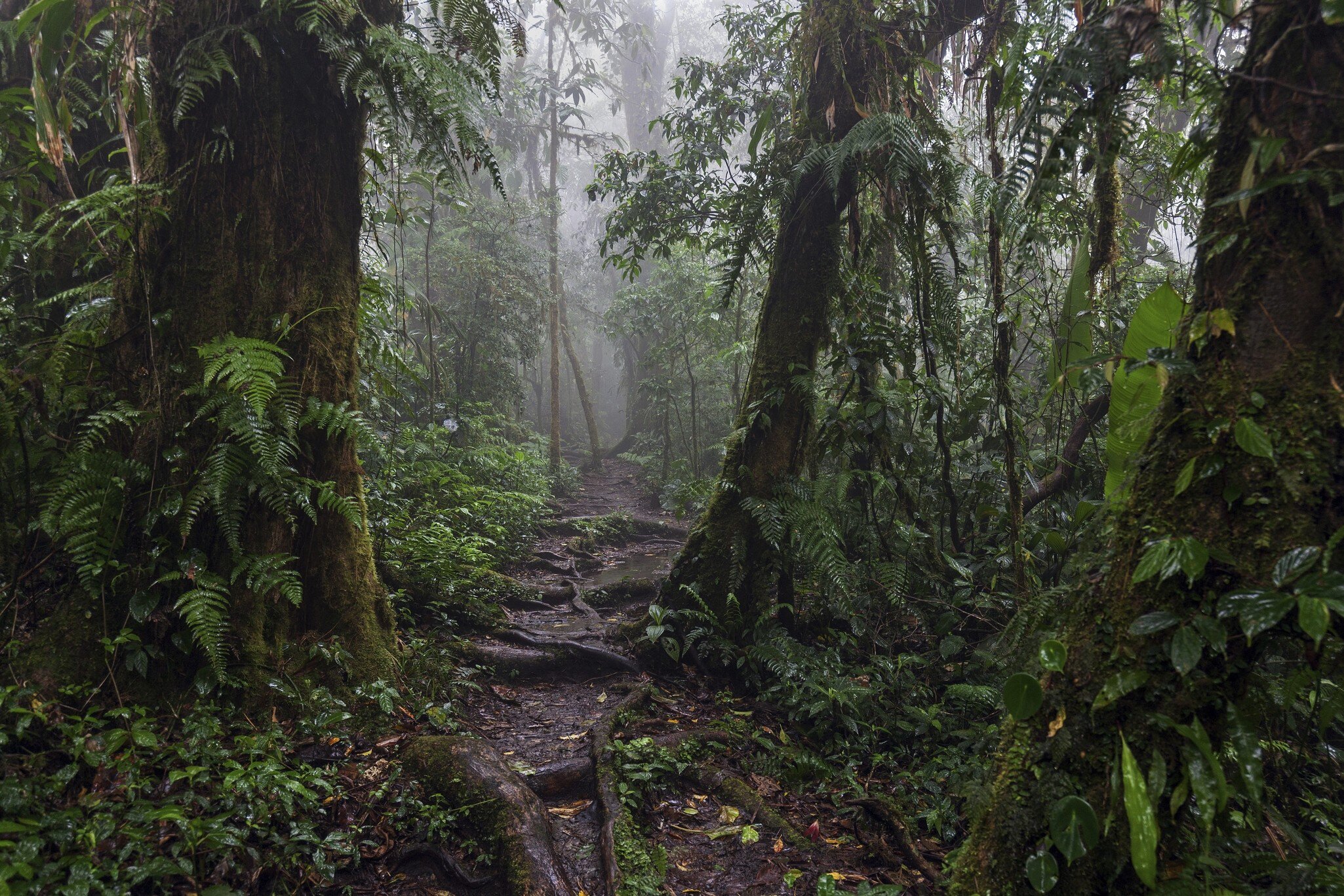 Encantado Trail, hiking trail through dense vegetation in cloud forest, Reserva Bosque Nuboso Santa Elena, Guanacaste province, Costa Rica, Central America.