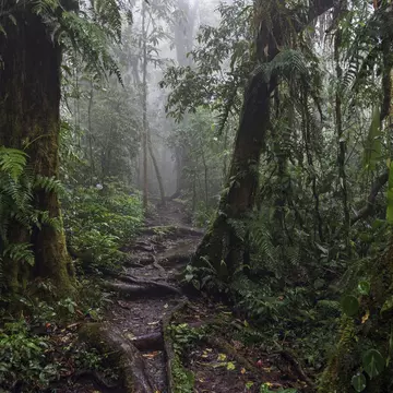 Encantado Trail, hiking trail through dense vegetation in cloud forest, Reserva Bosque Nuboso Santa Elena, Guanacaste province, Costa Rica, Central America.