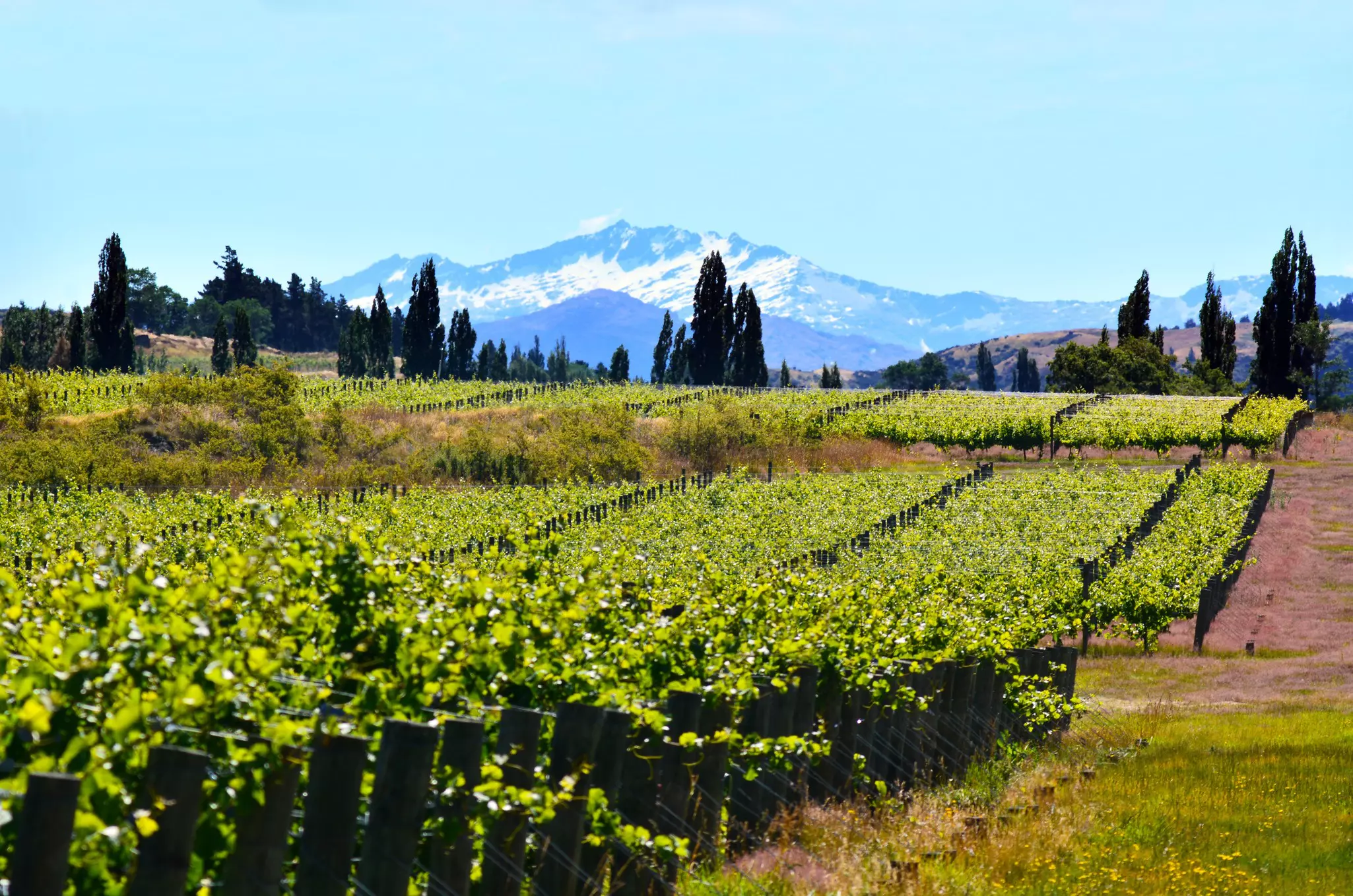 Soils in New Zealand's Central Otago have been excellent for Pinot Noir © chameleonseye / Getty Images